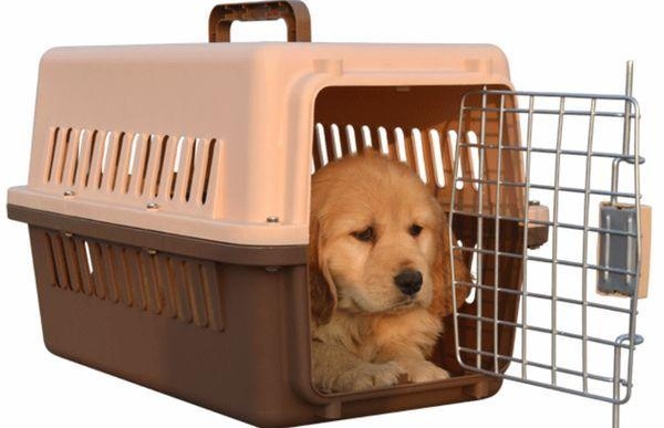 宠物怎么从外地运回家，宠物可以空运吗